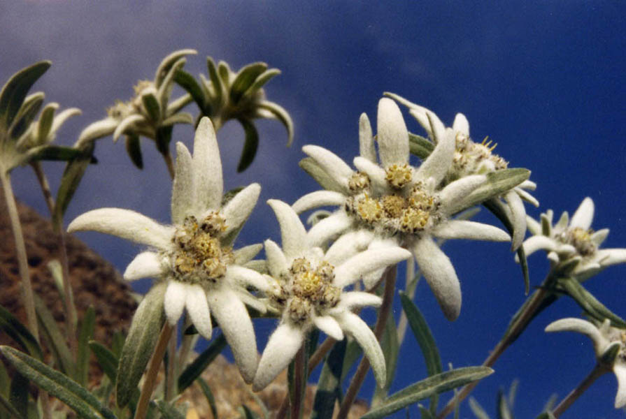 Leontopodium alpinum photo